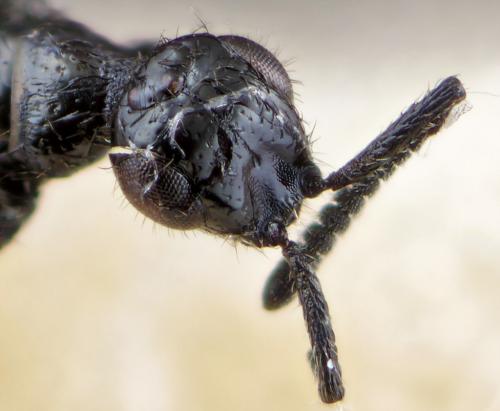 Réf. 271 279 : Spalangia erythromera